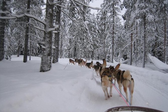 Husky Safari From Levi 2 KM or 5 KM With Husky Sledge Ride - Preparation and What to Expect