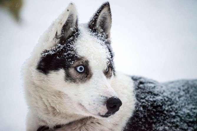 Husky Safari From Rovaniemi Including a Husky Sled Ride - Booking and Refund Policies