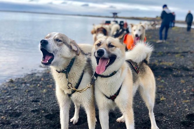 Husky Sledding Small-Group Tour From Capital Region - Common questions