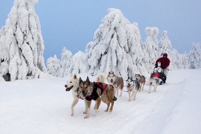 Husky Sledding Tour - Common questions