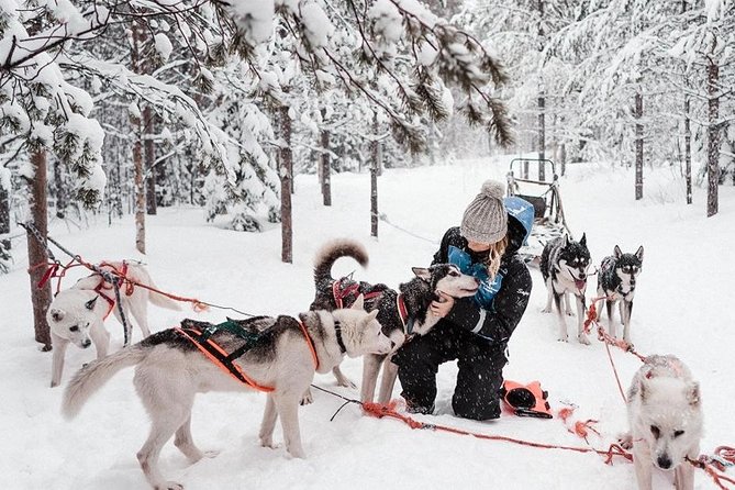 Ice Fishing and Husky - Traveler Reviews