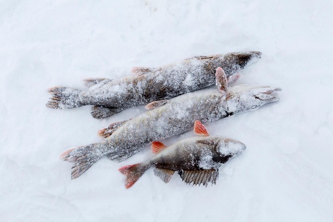 Ice Fishing From Rovaniemi - Tour Highlights and Guides Role