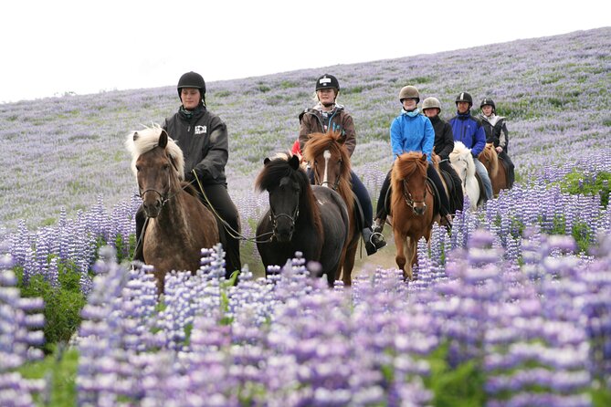 Icelandic Horseback Riding Tour From Reykjavik - Customer Feedback: Positive Reviews