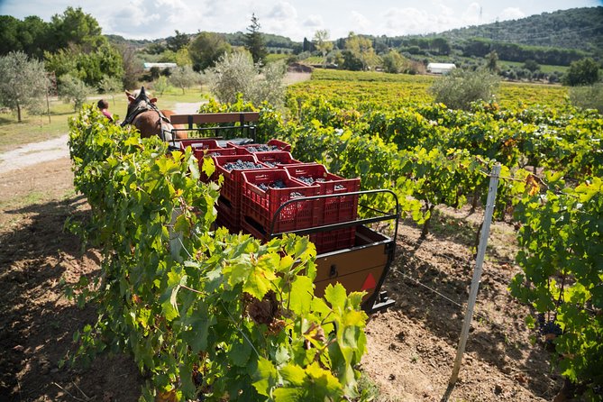 In a Carriage Among the Vineyards, Visit of the Cellar, Tasting of Organic Wines. - Captivating Vineyard Landscapes