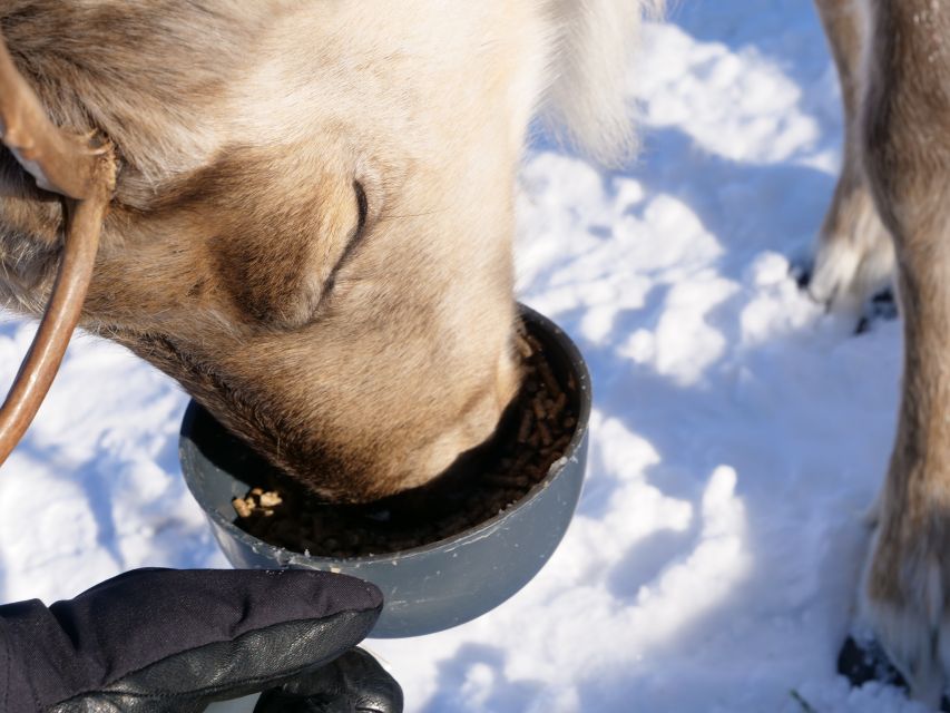 Inari: Sami Culture, Reindeer Farm Visit, and Campfire Lunch - Meet Reindeer at a Local Farm
