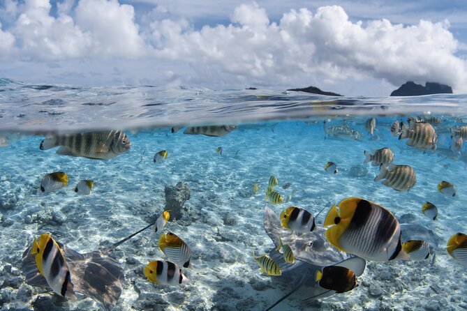 Introductory Dive in Bora Bora (afternoon) - Pickup and Transportation Services