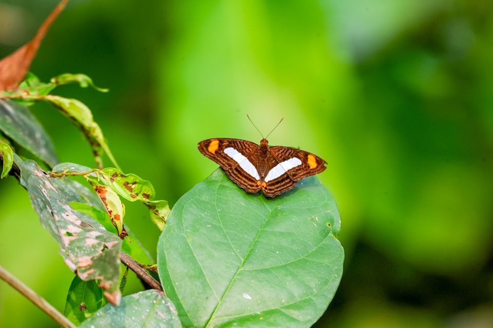 Iquitos: 6-Hour Amazon River Tour W/ Belén & Butterfly Farm - Tour Activities and Pickup Details