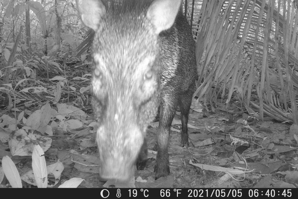 Iquitos: Allpahuayo-Mishana National Reserve Wildlife Tour - Inclusions