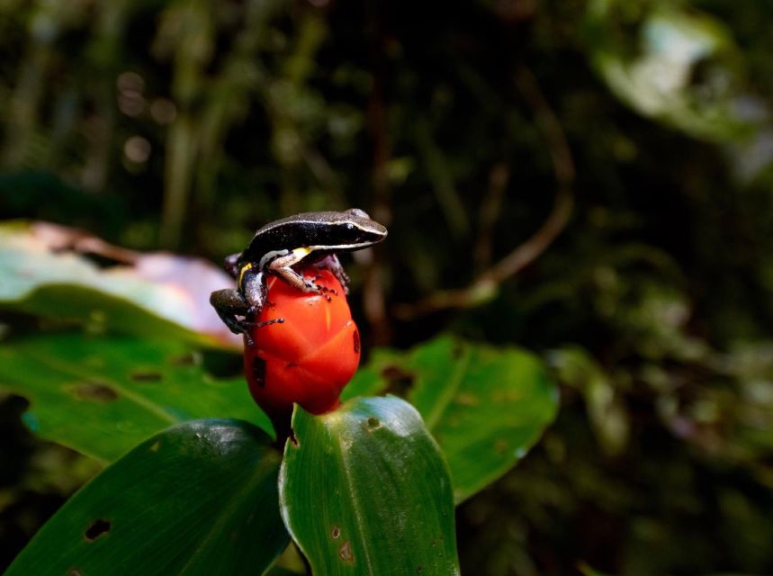 Iquitos: Full-Day Poisonous Frogs Valley Tour - Tour Highlights and Sightings