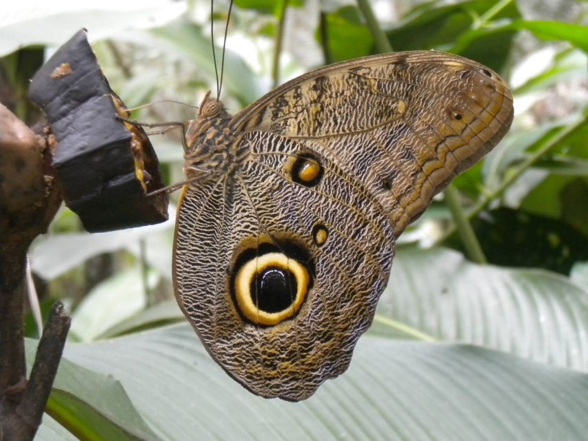 Iquitos: Pilpintuwasi Butterfly Farm Tour - Experience Highlights at Pilpintuwasi Butterfly Farm