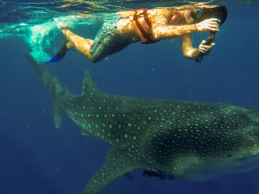 Isla Mujeres: Whale Shark Tour - Enchanting Whale Shark Encounter