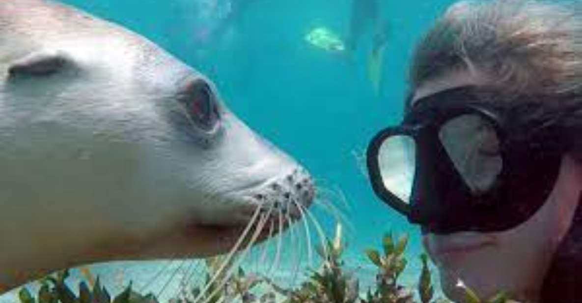 Islas Palomino - Swimming With Sea Lions - Inclusions Provided