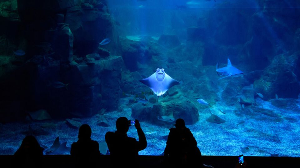 Istanbul: Istanbul Aquarium Ticket & Shuttle Bus From Taksim - Booking Information