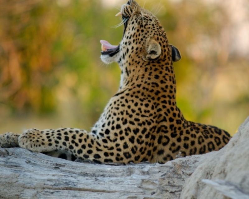 Jaipur: Private Jhalana Leopard Safari Tour - Customer Review