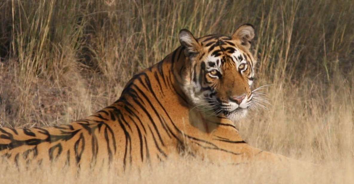 Jaipur To Ranthambore One Way Private Transfer - Experience Highlights