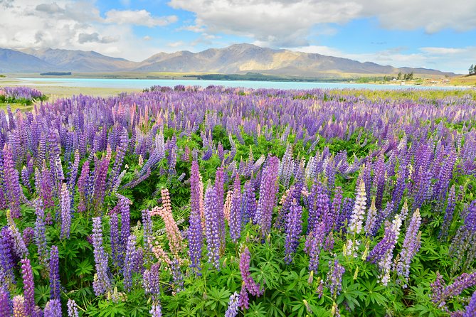 [Japanese Guide] Christchurch-Lake Tekapo Special Pick-up Plan - Train Journeys From Christchurch