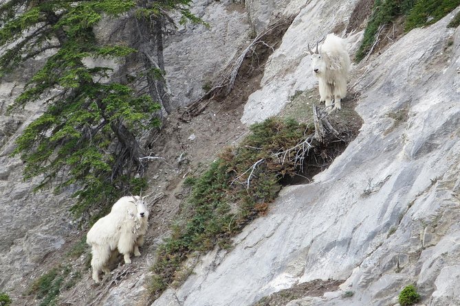 Jasper Evening Wildlife Tour - Tour Experience