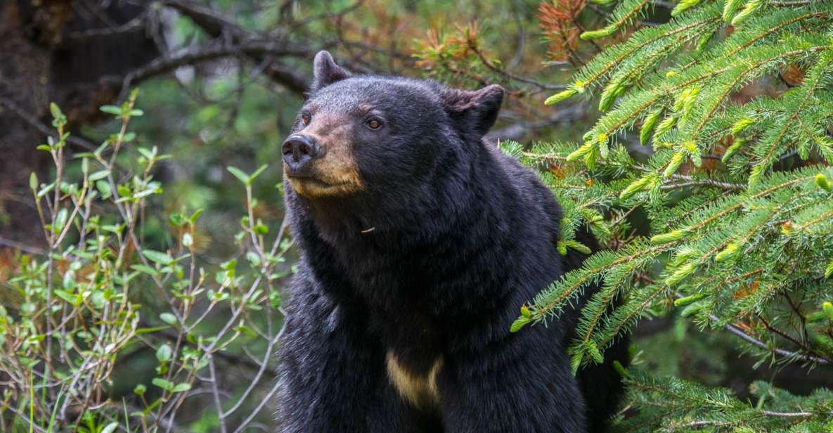 Jasper National Park: Evening or Morning Wildlife Watch Tour - Guide Expertise and Insights