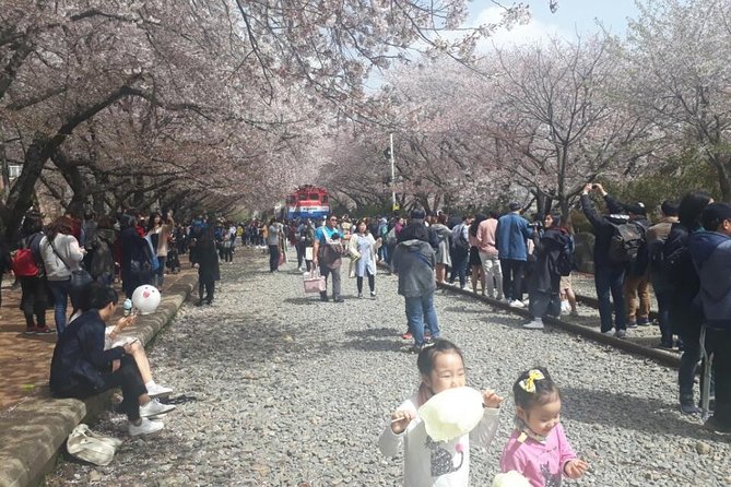 Jinhae Cherry Blossom and Busan Sunrise Tour From Seoul - Customer Reviews