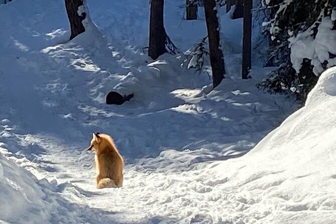 Johnston Canyon Private Guided Icewalk - Additional Information