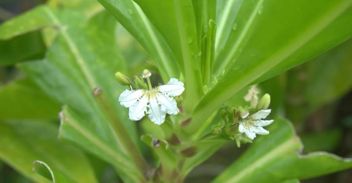 Johor: Riverside Garden Walking Tour With a Naturalist - Full Tour Description