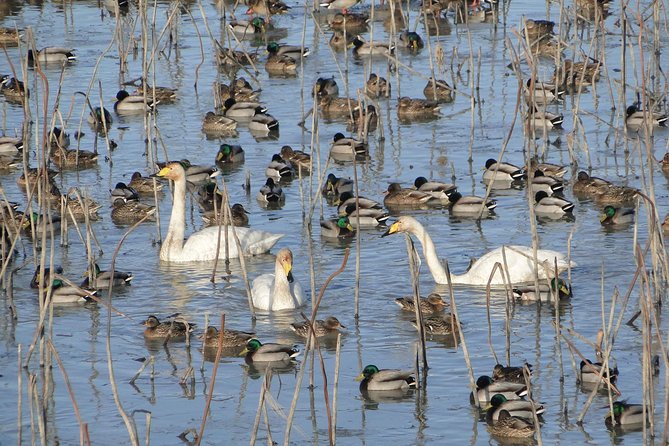 Junam Wetlands and Haeinsa Temple Tour - Reviews