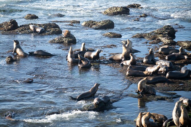 Kaikoura Day Trip From Christchurch (Small Group & Carbon Neutral) - Optional Activities