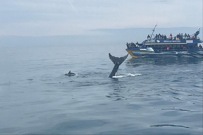 Kaikoura Day Trip - Whales Encounter - End of Activity