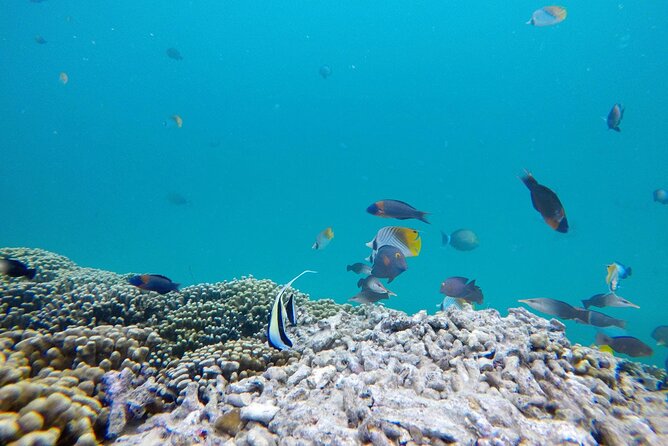 Kaneohe Sandbar Snorkeling Tour / 1st Tour - Cancellation Policy and Refunds