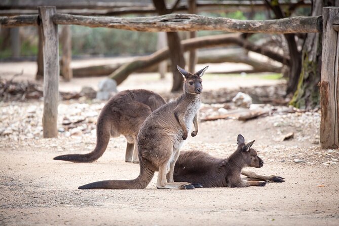 Kangaroo Experience at Healesville Sanctuary - Excl. Entry - Accessibility and Location Information
