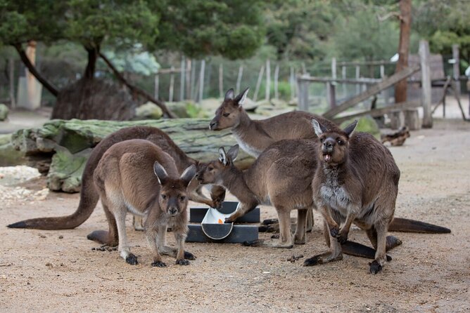 Kangaroo Experience at Melbourne Zoo - Excl. Entry - Meeting and Pickup Logistics