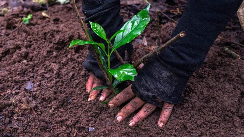 Kathmandu: Green Hike Jama Chwok & Tree Planting Day Tour - Language Options