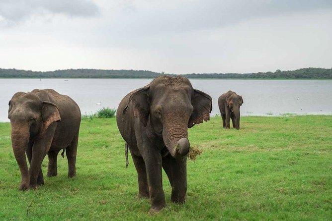 Kaudulla National Park Shared Safari - Additional Safari Details