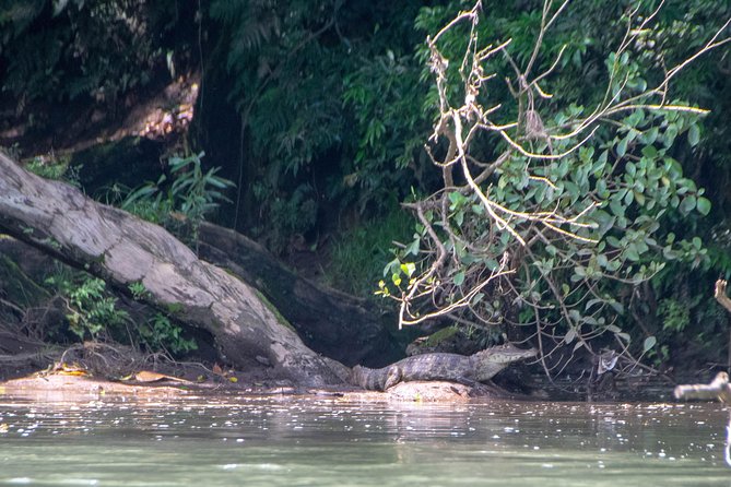 Kayak Jungle Tour - Sarapiqui River - Costa Rica - Booking Details and Pricing