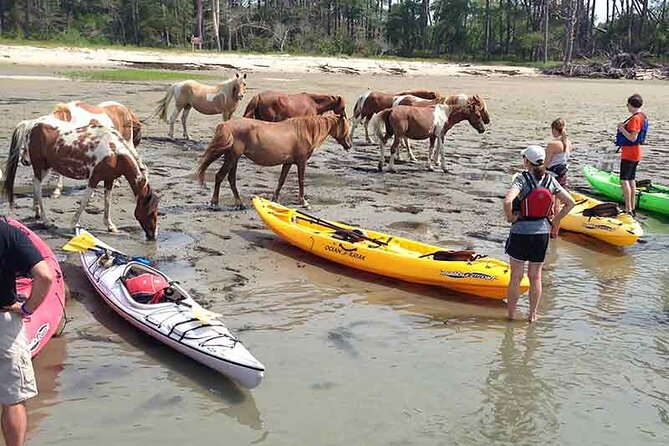 Kayak Tour Along Assateague & Chincoteague Island, Virginia - Customer Reviews and Recommendations