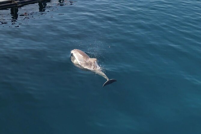 Kayak Tour in Golfo Aranci With Aperitif and Dolphin Watching - Participant Requirements