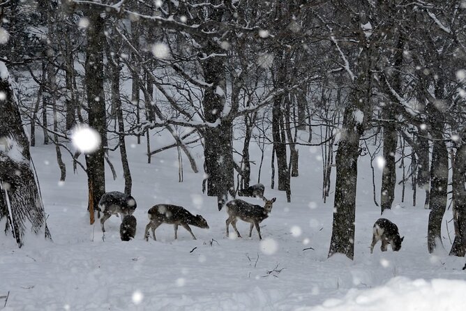 Kemonomichi Snowshoeing in the Virgin Forest - Meeting and Pickup Details