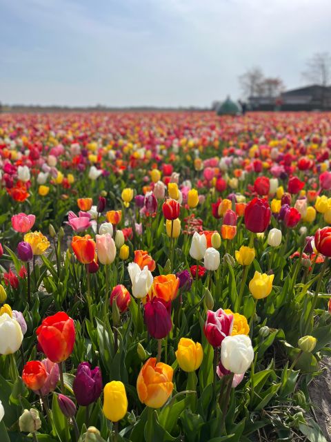 Keukenhof: Private Keukenhof Tour & Free Tulip Tour - Highlights