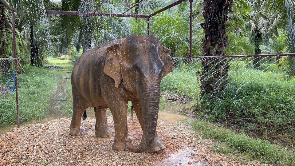 Khao Sok: Ethical Elephant Sanctuary Visit - Customer Reviews