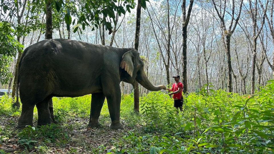Khaolak: Begin the Day With Elephants - Walk and Feed Tour - Sanctuary Location and Tour Highlights