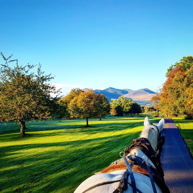 Killarney on Horse & Carriage: 1-Hour Jaunting Car Tour - Review Summary
