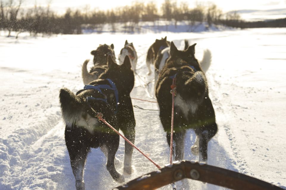 Kiruna: Self-drive Husky Morning Tour - Directions