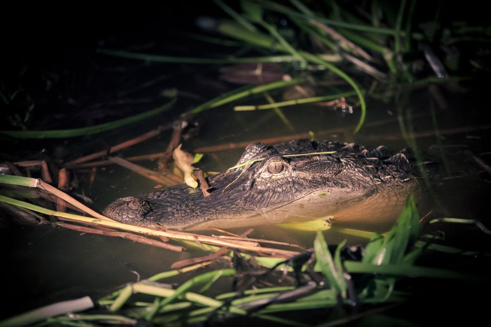 Kissimmee: Boggy Creek Airboats Adventures Night Tour Ticket - Tour Inclusions