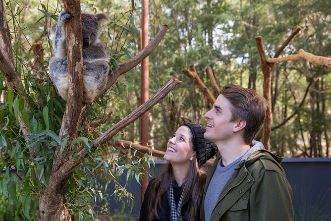 Koala Experience at Healesville Sanctuary - Excl. Entry - Group Size Limitation