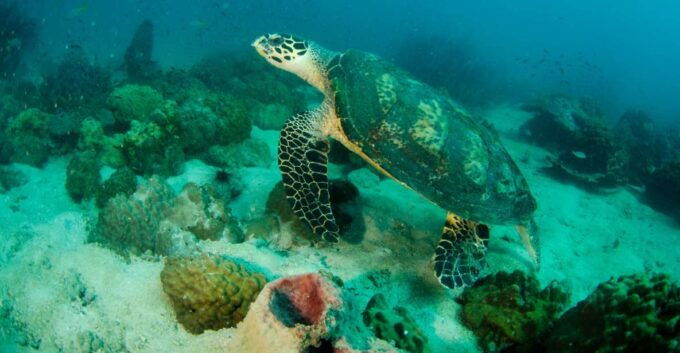 Koh Chang: Private Bubblemaker Diving for 8 and 9 Year Olds - Activity Highlights