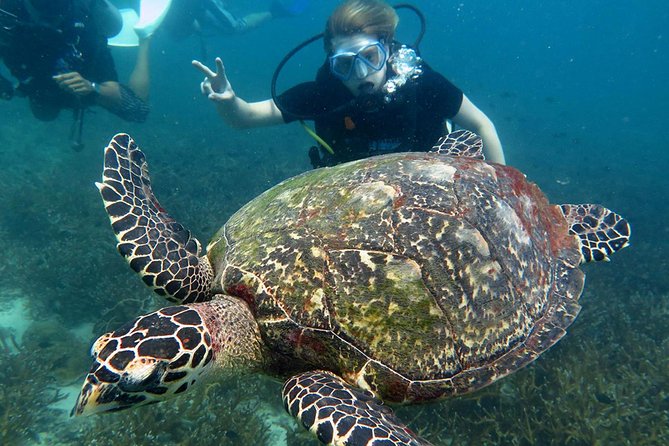 Koh Tao 2-Dive Day Trip From Koh Samui for Certified Divers - Logistics