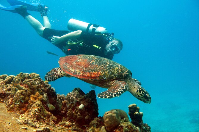 Koh Tao VIP Snorkelling Tour - Booking Process