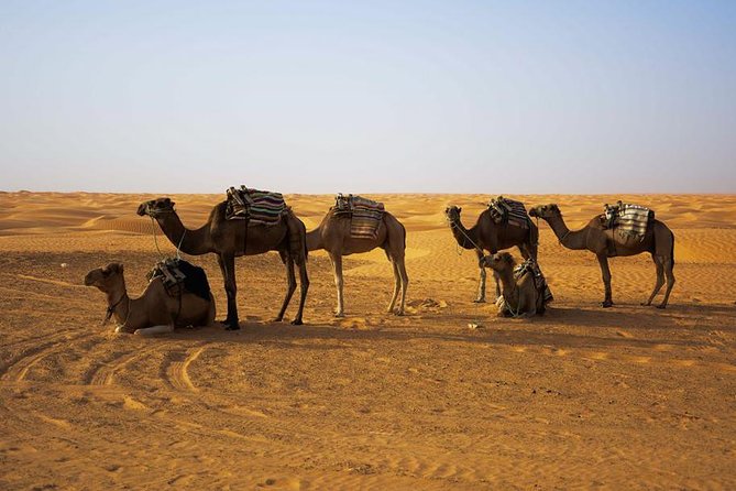 Ksar Ghilane 1 Day: the Hot Spring and the Homestay - Adventure Activities: Quad and Camel Rides