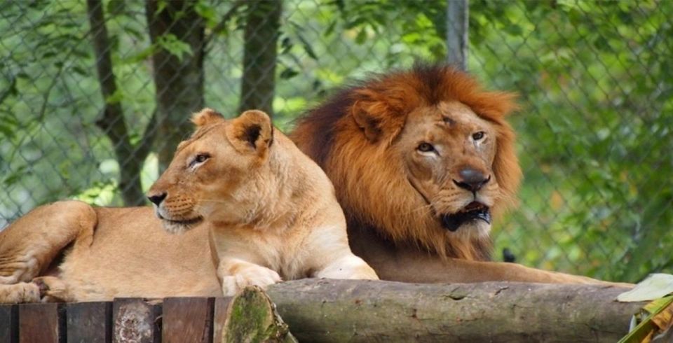 Kuala Lumpur: Zoo Negara Admission Ticket - Inclusions