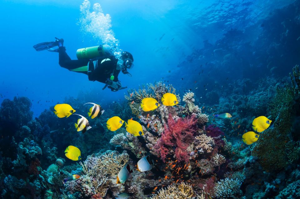 Kusadasi: Scuba Diving for Beginner or Experienced W/ Lunch - Location and Booking Details